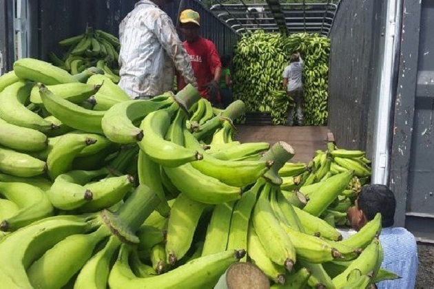 El Mida espera recuperar las plantas de plátano. Foto: Grupo Epasa