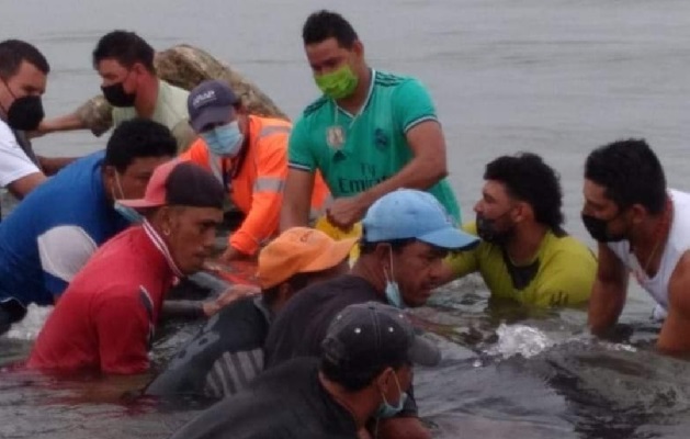 Entre los meses de julio a octubre, las costas del país son utilizadas por gran cantidad de ballenas jorobadas que migran hacia aguas más cálidas para parir sus crías.