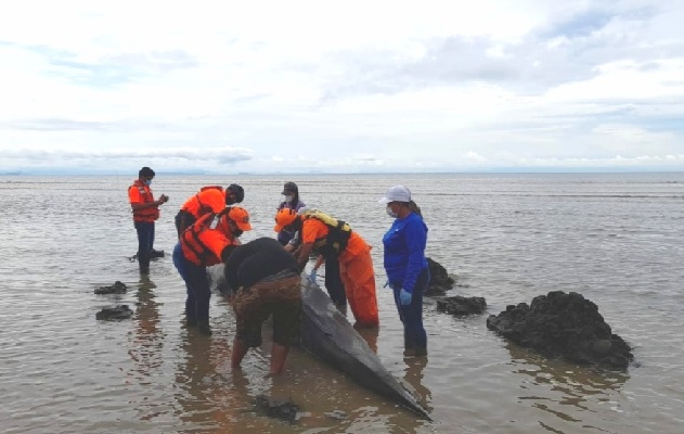 Los expertos comentaron que el cetáceo falleció por falta de alimento. Foto: Thays Domínguez