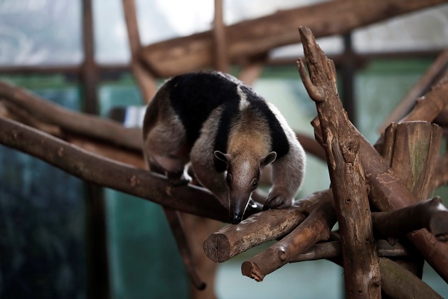 Un oso hormiguero en la Asociación Panamericana para la Conservación (APPC). Foto: EFE