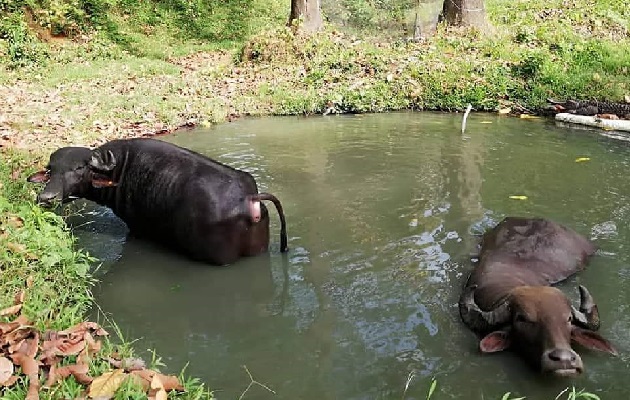  Se entregó un plantel de seis búfalos machos y tres hembras, provenientes de fincas con una genética mejorada, producto de importaciones para el refrescamiento de la especie. Foto: Diomedes Sánchez