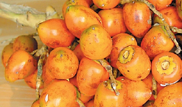  El pixbae es una palmera de altura, muy cultivada en climas calientes y de frutos comestibles. Fotos: Internet 