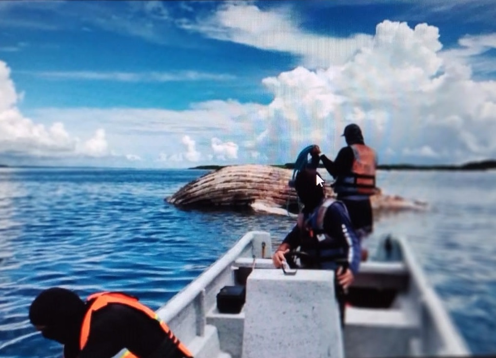 Se procedió a realizar el traslado de la ballena muerta  a una zona costera con pocos visitantes. Foto: Cortesía MiAmbiente