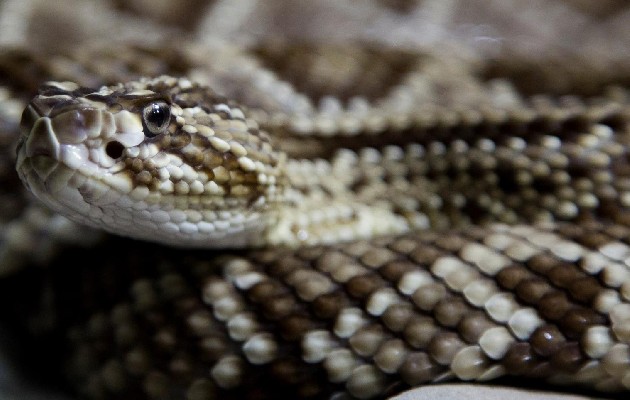 Las serpientes aceleran el cascabeleo de su cola de manera brusca a medida que se acerca la amenaza. Foto: EFE