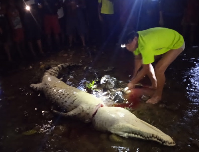 Un cocodrilo, presunto atacante de la niña,  fue cazado por moradores del área y llevado a orillas del río. Foto: Diómedes Sánchez 