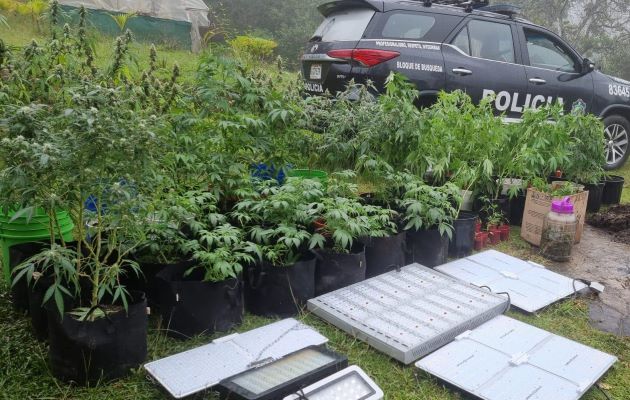 A lo largo de este año es la primera vez, que las autoridades ubican un invernadero para el cultivo de marihuana. Foto: Eric Montenegro