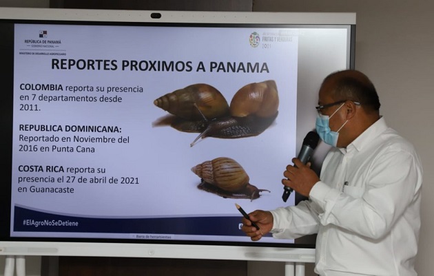 Ya se detectó la presencia del  Caracol Gigante Africano en Costa Rica. Foto: Cortesía Mida