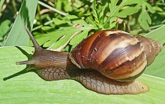 El caracol gigante africano se detectó en Costa Rica. Foto: Cortesía Oirsa