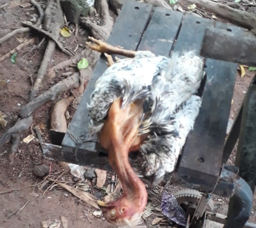  Pollos, gallinas y gallos se están muriendo de manera misteriosa. Foto: Melquiades Vásquez 