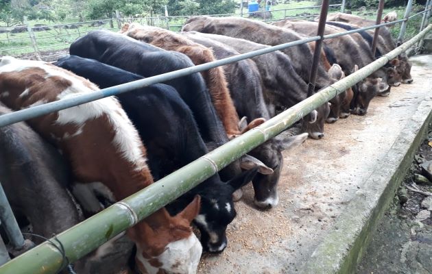 La Aprogalpa calificó la suspensión de Costa Rica a los lácteos de cuatro empresas panameñas como una guerra comercial no arancelaria que perjudica la actividad ganadera. Foto: José Vásquez