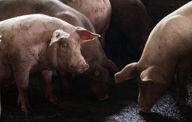 La peste porcina fue el tema en la Conferencia de Ministros de Agricultura de las América 2021. Foto: EFE