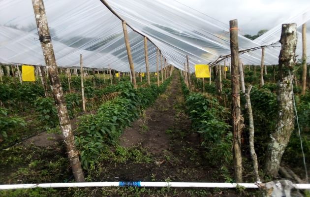  El mayor problema que enfrentan los productores de ají son los altos costos en los insumos, lo que encarece las inversiones y hace más difícil la actividad. Foto: José Vásquez