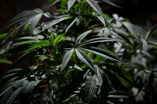 El pasado 30 de agosto se aprobo en tercer debate, el proyecto de ley No.153, que regula el uso medicinal y terapéutico del cannabis. Foto: EFE