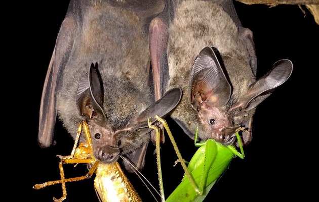 Los murciélagos polinizan flores y consumen millones de insectos noche tras noche. Foto: Cortesía Smithsonian