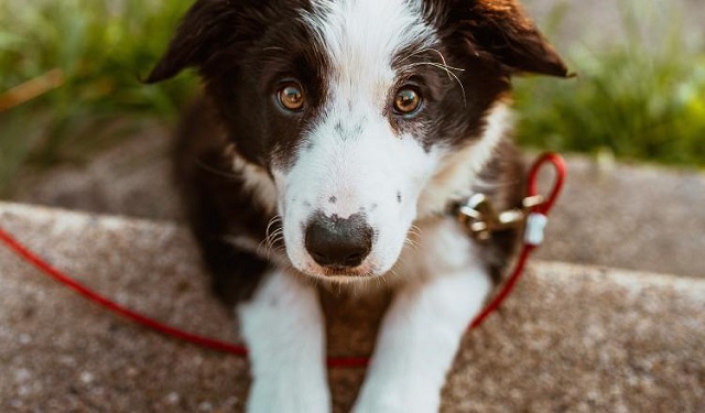 La artritis canina produce inflamación en las articulaciones. Foto: Ilustrativa / Pexels