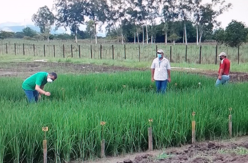 En Veraguas se han sembrado 17 mil quintales de la semilla ilegal de arroz. Foto: Eric A. Montenegro