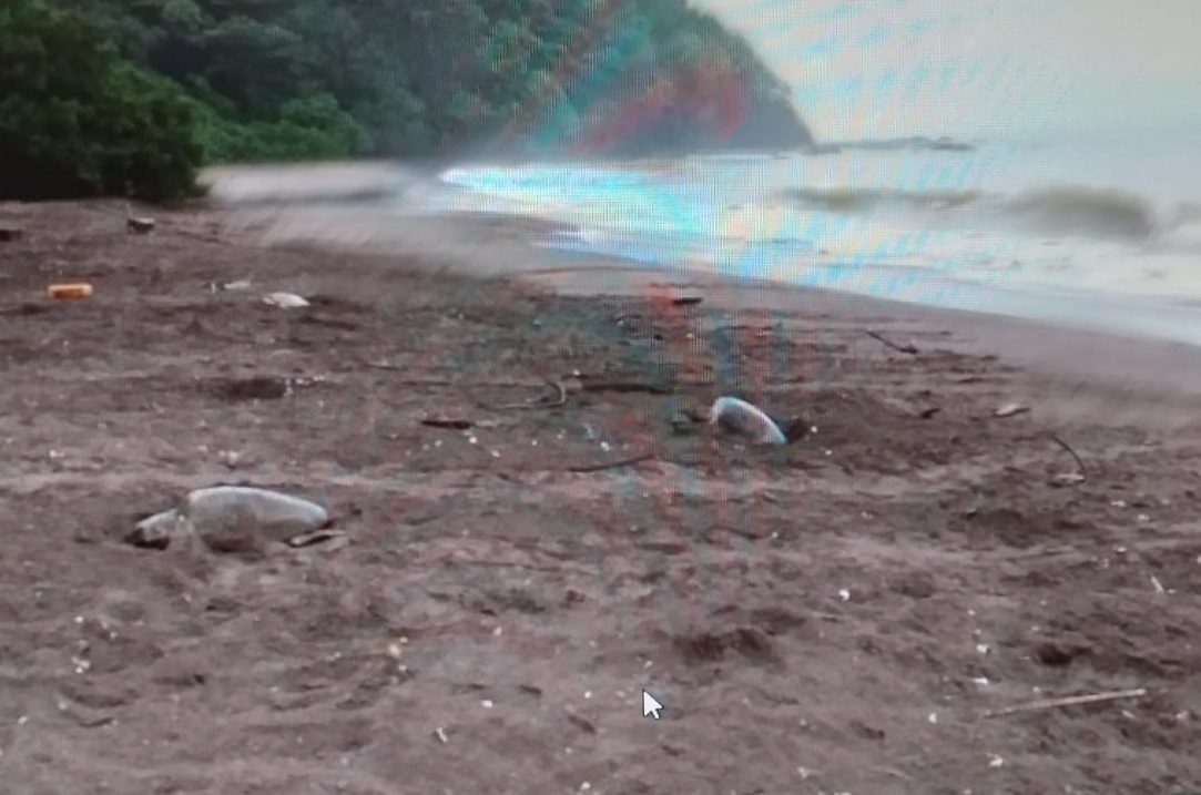 Las tortugas llegan a desovar en estas cálidas y tranquilas aguas santeñas. Foto:Thays Domínguez