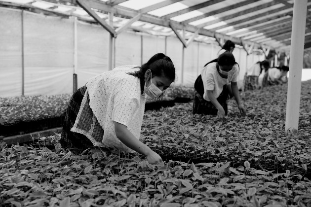 Mujeres cooperativistas de Guatemala, de comunidades campesinas, aplican prácticas agroforestales en sus cultivos,  para enfrentar el cambio climático y la sequía, según informes de la FAO. Foto: EFE.
