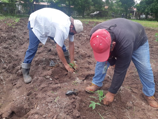 Los dos tipos de semilla provienen del Centro Internacional de Agricultura Tropical (CIAT) con sede en Colombia. Foto/Eric Montenegro