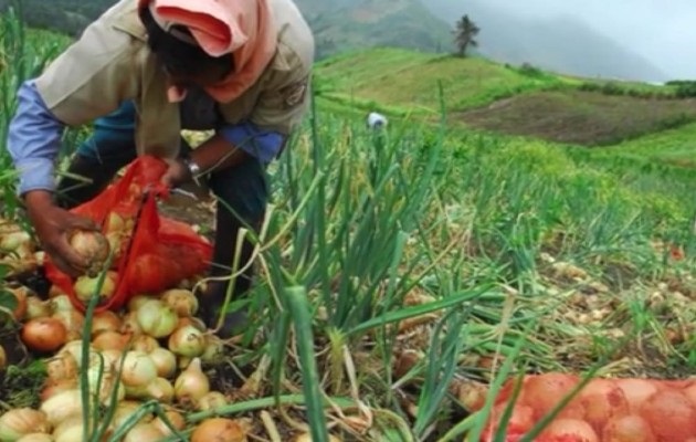 Según los productores hay un aumento del consumo y prueba de ello es el incremento en las hectáreas cultivadas remolacha, papá, cebolla, repollo, zanahoria y lechuga, por ejemplo. Foto: José Vásquez 