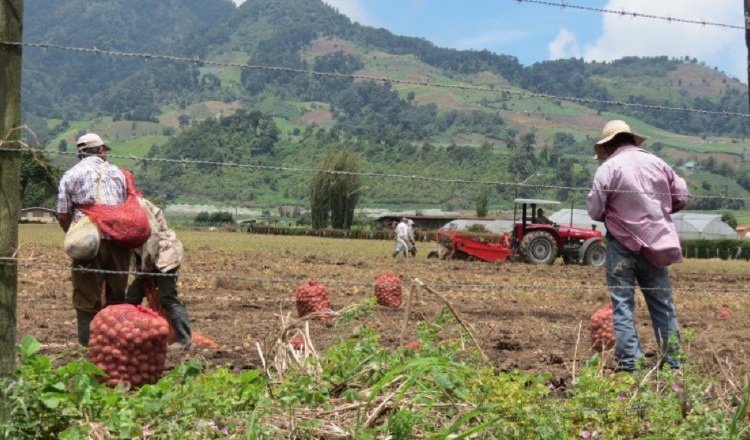 APA, que tendrá una Junta Directiva integrada por los titulares del MIDA, Minsa, y MICI, es el reemplazo de la Autoridad Panameña de Seguridad de Alimentos (Aupsa). Foto: Archivo