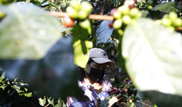 Realizan monitoreo para ver qué enfermedades atacan al cultivo. Foto: MiAmbiente