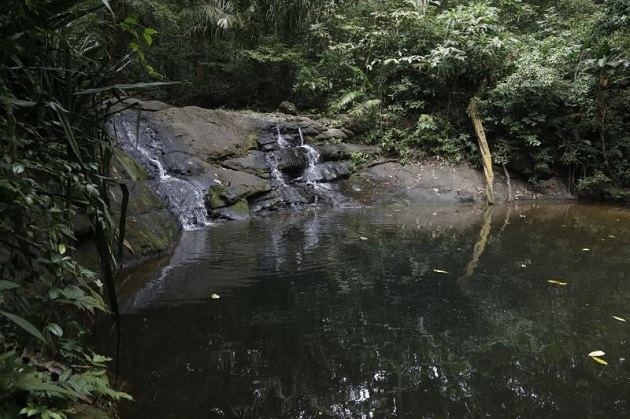 El sendero de El Charco está ubicado en el Parque Nacional Soberanía, una de las  áreas protegidas en la que trabaja la Fundación Natura. Foto: Cortesía MiAmbiente