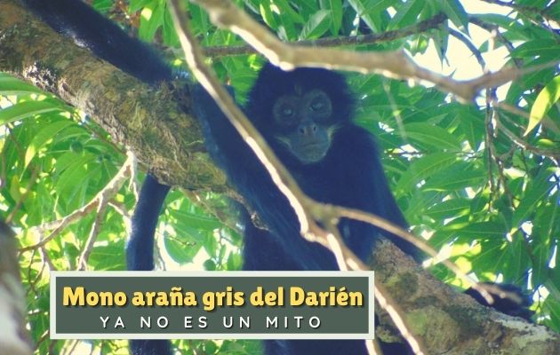 El mono araña gris del Darién es una especie única de Panamá y Colombia. Foto: Cortesía
