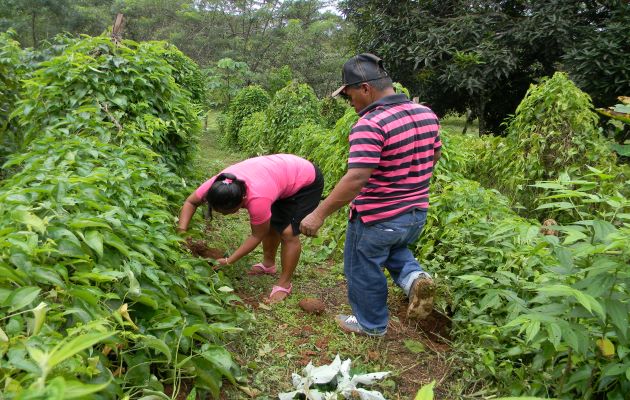 En Panamá Oeste, existe gran cantidad de productores de hortalizas, raíces y tubérculos además de café. Foto: Eric Montenegro