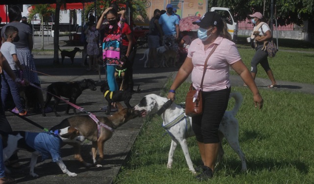 Realizan jornada de vacunación de contra la rabia y orientación alimenticia para mascotas. Foto: EFE
