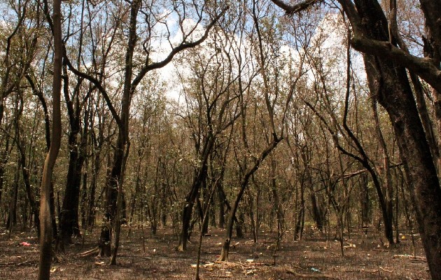 Investigan las causas específicas de la extinción de los manglares en los corregimientos de Panamá Viejo y Juan Díaz. Foto: EFE