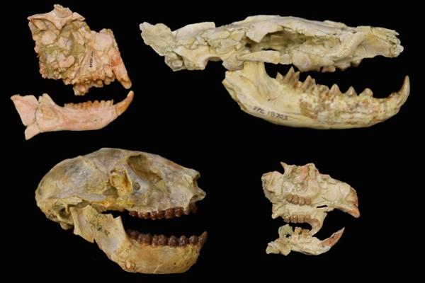 Fósiles de los grupos clave utilizados para desvelar la extinción del Eoceno-Oligoceno en África.EFE