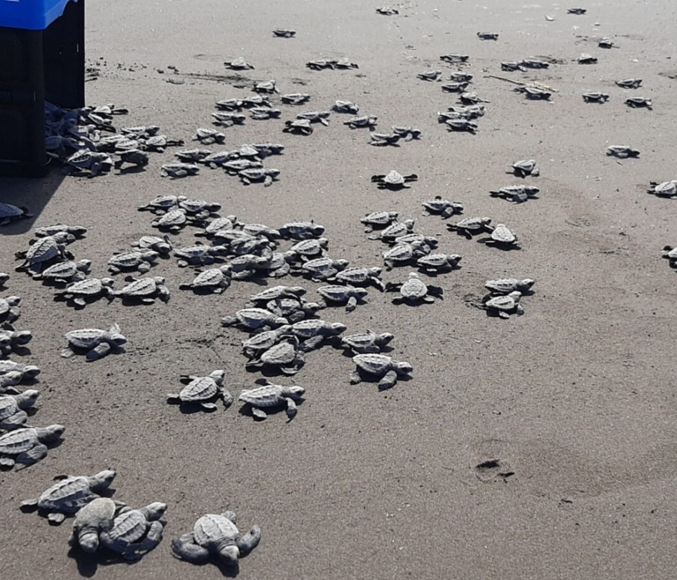 Las  jornadas de concienciación van encaminadas a crear viveros en las áreas donde llegan a anidar las tortugas. Foto: Diomedes Sánchez