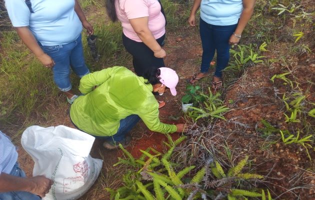 Para dar inicio a este proyecto ambiental se entregaron dos mil bolsas negras, una yarda de tierra negra, además de abonos y cascarilla de arroz, entre otros insumos. Foto: Thays Domínguez