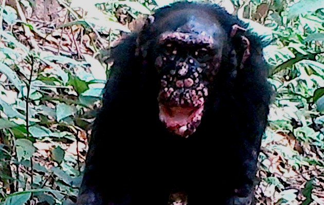 Estudio revela por primera vez  lepra en chimpancés salvajes. Foto: EFE