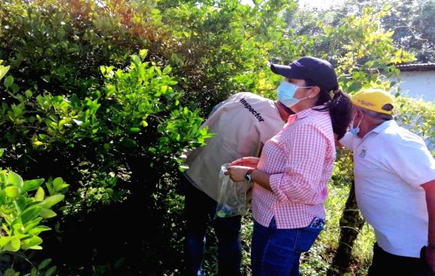 Los técnicos del Mida visitaron al menos 120 localidades en toda la región herrerana, para realizar encuestas fitosanitarias. Foto: Thays Domínguez