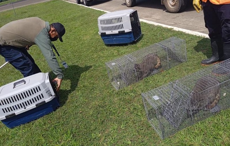 Los mapaches fueron liberados en el sector de Río Mandinga en Arraiján. Foto: Eric A. Montenegro