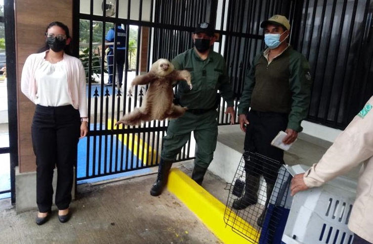 Otros animales silvestres liberados fueron dos perezosos de dos dedos. Foto: Eric A. Montenegro