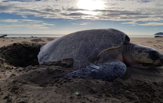 Los principales problemas en la zona de anidación de tortugas es la extracción de huevos por parte de animales depredadores y también de los humanos. Foto: Thays Domínguez