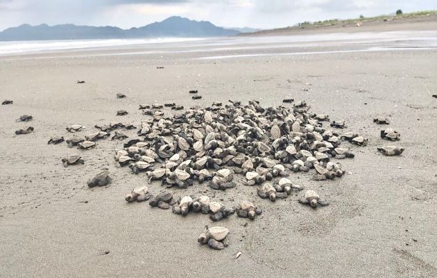 Se explora la posibilidad del establecimiento de una serie de actividades que no impliquen la extracción de los huevos. Foto: Thays Domínguez