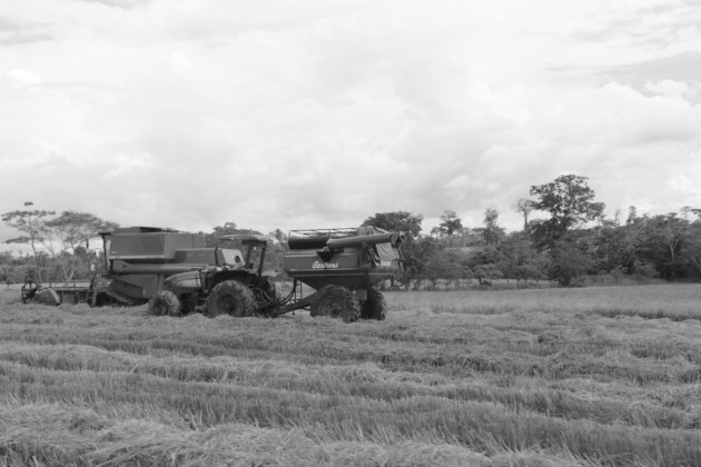 La baja productividad de este sector se refleja en el hecho de que en el 2019 el mismo utilizó el 13.2% de la población ocupada para generar apenas el 2.2% del PIB. Foto: Cortesía Mida.