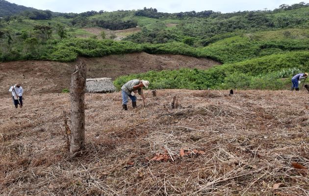 Los productores agrupados en estas cooperativas podrán ofertar semillas con un alto perfil productivo; además de ser más competitivos en el mercado. Foto: Eric Montenegro