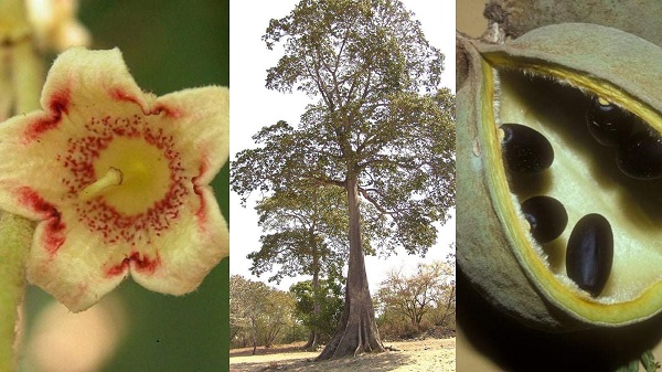 El árbol Panamá sigue aún despertando la admiración de quienes levantan la vista hacia el cielo para contemplarlo al completo.