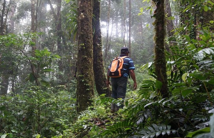 Los parques forestales se mantendrán cerrados hasta que se levante la alerta amarilla. Foto: Eric A. Montenegro 