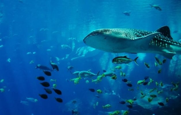 El tiburón ballena es el pez más grande del mundo. Foto: Pixabay