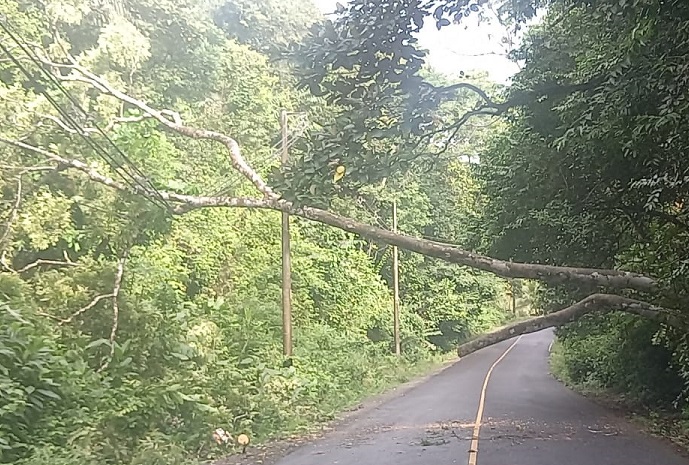 El tendido eléctrico en Achiote fue afectado. Foto: Diomedes Sánchez 