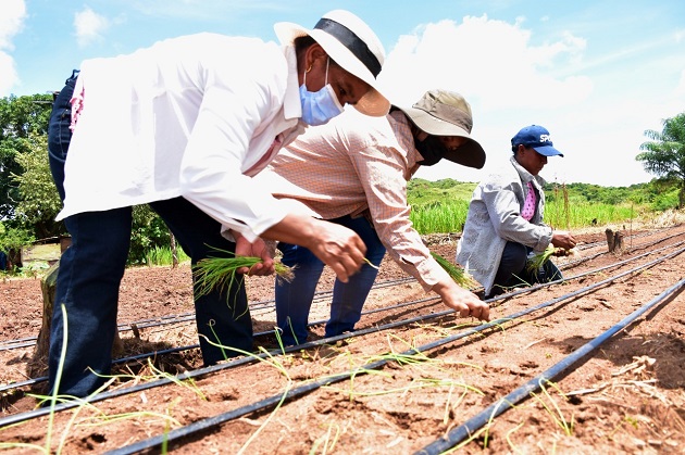 Más de 30 mil plantas de cebollas están creciendo en