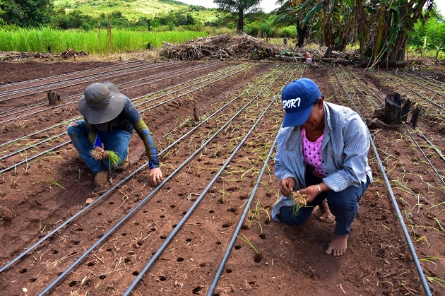 Mujeres rurales en la provincia de Coclé combaten la pobreza con la siembra de cebollas. Fotos: Cortesía Mides