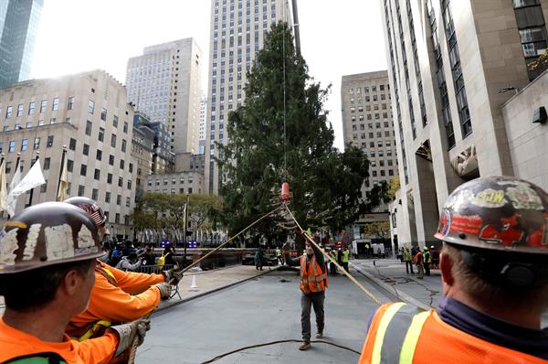 La instalación y decoración es de gran árbol marca el inicio de la Navidad.. Foto: EFE