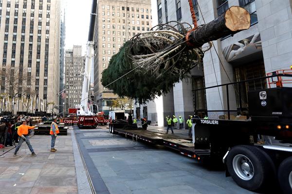 La instalación y decoración es de gran árbol marca el inicio de la Navidad.. Foto: EFE